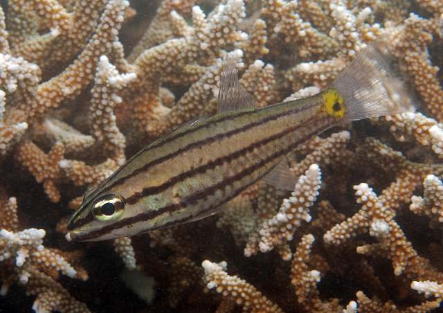 Cheilodipterus quinquelineatus (Pesce cardinale dalle cinque strisce)